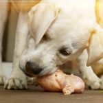 Alimentation BARF pour chien