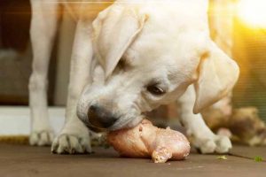 Alimentation du chien diabétique : comme le nourrir 