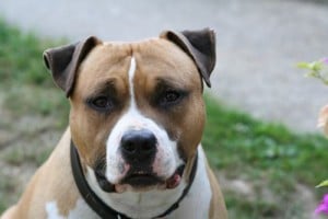 Nom De Chien En R Pour 2020 Nos Idées Originales Stylées