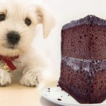 aliments toxiques pour le chien