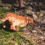 chien qui creuse des trous