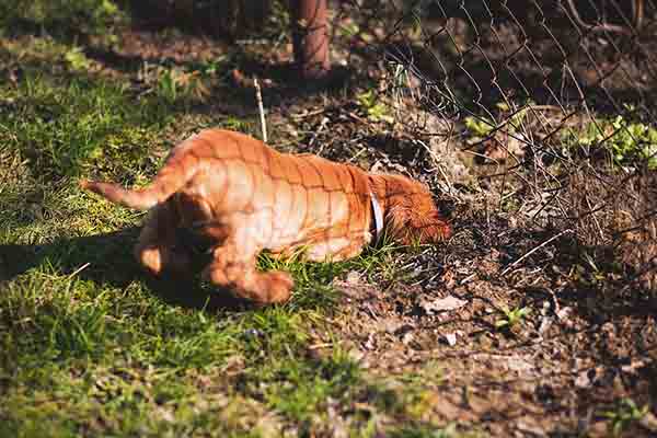 Comment Empêcher Votre Chien De Creuser