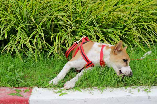 Pourquoi Mon Chien Mange T Il De Lherbe