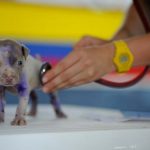 Consultation vaccinale d'un chiot