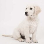 apprendre l'ordre assis à son chien