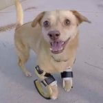 Daisy la petite chienne handicapée