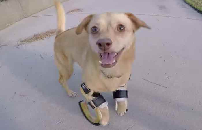 Daisy la petite chienne handicapée