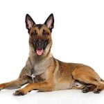 Diesel était un malinois