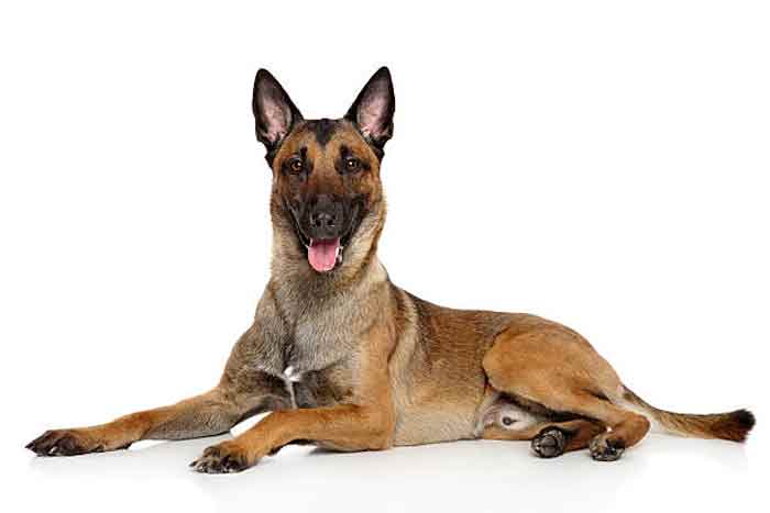 Diesel était un malinois