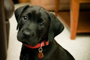 Utilité de la médaille pour chien