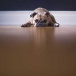 perte d'appétit chez le chien