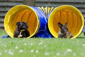 pratiquer l'agility avec son chien
