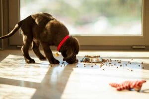 Chien et déménagement : comment le réussir ?