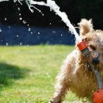 sécuriser son jardin pour son chien