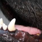 détartrage des dents du chien