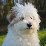 nom de chien en 2016