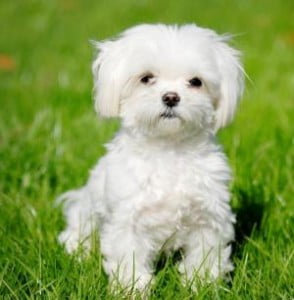 bichon maltais