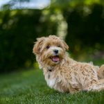 Les chaleurs chez la chienne