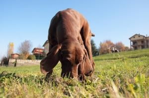 Chien Truffier Méthodes Déducation Et Races à Choisir