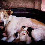 Une chienne qui attend des petits à des besoins nutritionnels spécifiques