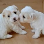 Le sevrage alimentaire du chiot