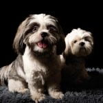 La gestation chez la chienne