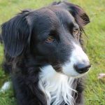 apprendre l'ordre couché à son chien