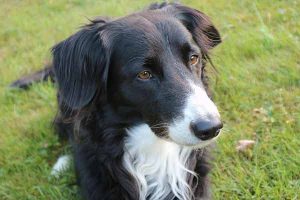 apprendre l'ordre couché à son chien