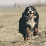 apprendre le rappel à son chien