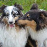 reproduction de la chienne