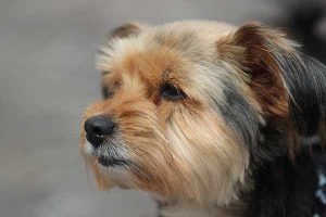 sac de transport pour petit chien