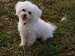 bichon bolonais