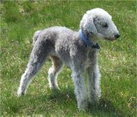 Bedlington terrier ducation caract re sant budget et prix