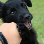 apprendre à un chiot à ne pas mordre