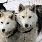 pratiquer l'attelage avec son chien