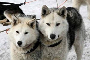 pratiquer l'attelage avec son chien