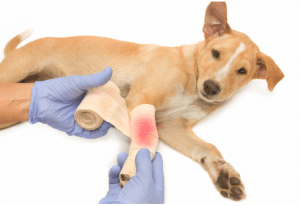 plaie patte chien plaie patte chien