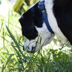 pistage chez le chien