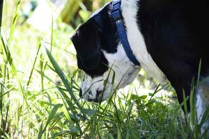 Atténuer lu0027instinct de prédation de son chien : comment faire en 5 