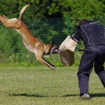 pratiquer le ring avec son chien