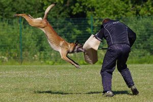 pratiquer le ring avec son chien
