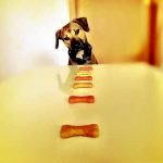 choix d'un type d'alimentation pour chien