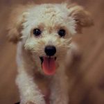 faire de l'obé rythmée avec son chien