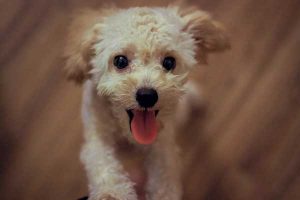 faire de l'obé rythmée avec son chien