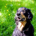 apprendre l'ordre pas bouger à son chien