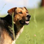 durée de la promenade du chien
