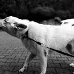 agressivite territoriale chez le chien