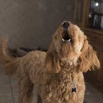 apprendre à son chien à aboyer