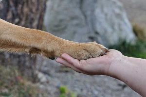 apprendre à son chien à donner la patte