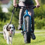 faire du cani vtt avec son chien
